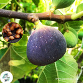 30 Black Jack Ficus Carica Seeds Fig Seeds Tropical Bonsai Rare Fruit Seeds